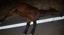 Embistió un caballo con su vehículo, pero no sufrió heridas