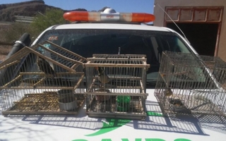Contrabando de aves: nuevamente labraron actas 
