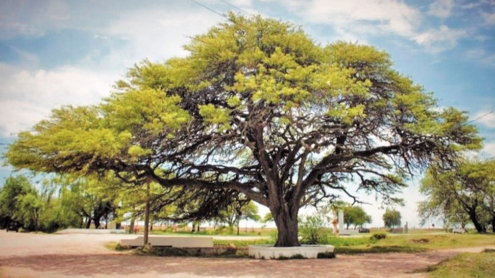 Plantar hoy, la solución para  el mañana