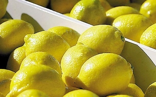 Limón argentino: Estados Unidos otra vez pone la lupa, qué pasará con las exportaciones