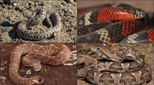 Serpientes en San Juan: desinfectarse con jabón antiséptico y beber agua, las dos formas más efectivas de curar una mordedura de serpiente