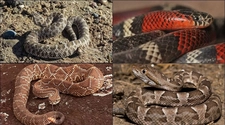 Serpientes en San Juan: desinfectarse con jabón antiséptico y beber agua, las dos formas más efectivas de curar una mordedura de serpiente