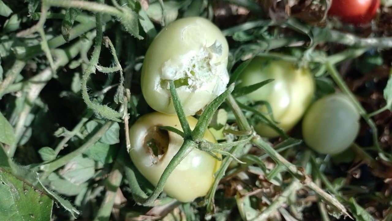 Avanza la asistencia por el temporal: 325 pedidos en San Juan