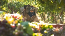 Baja expectativa en el sector vitivinícola para la próxima cosecha de uva