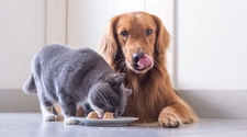 Rawson lanza la caminata solidaria para perros y gatos de la calle