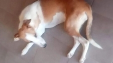 Ola de maltrato animal en San Juan: mataron a una perra en Caucete