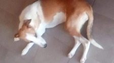 Ola de maltrato animal en San Juan: mataron a una perra en Caucete