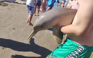  Indignante: un delfín murió tras ser retirado del agua por turistas