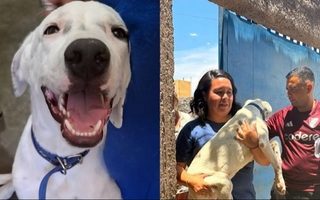 Final feliz para Duque: tras 15 días, el perro robado fue recuperado