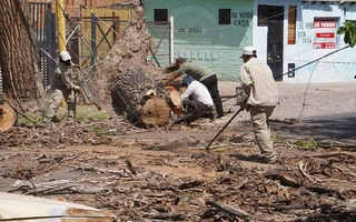 Un árbol seco cayó en Hipólito Yrigoyen y reavivó reclamos vecinales