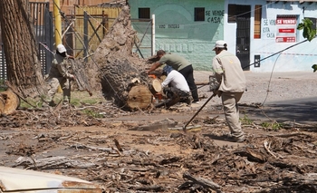 Un árbol seco cayó en Hipólito Yrigoyen y reavivó reclamos vecinales
