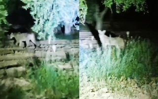 Preocupación en Sarmiento por la aparición de pumas en una finca