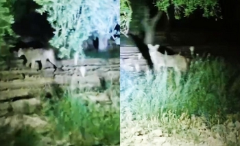 Preocupación en Sarmiento por la aparición de pumas en una finca