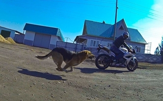 El dueño de una perra que hizo caer a un motociclista deberá pagar $6 millones