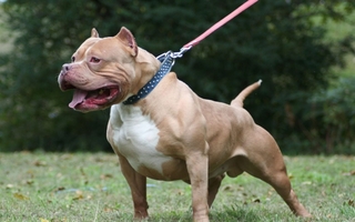 Los fueron a arrestar y soltaron a un pitbull para que mordiera a la Policía