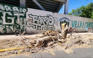 Árboles secos y riesgo urbano: tras un desplome, Capital actúa