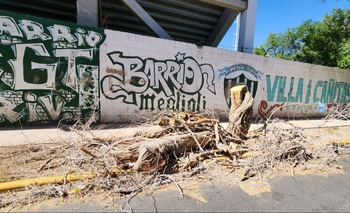 Árboles secos y riesgo urbano: tras un desplome, Capital actúa