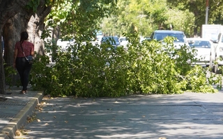 Una rama se desplomó en plena Libertador y complicó el tránsito