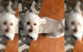 Le entregaron otro perro en la peluquería y ahora busca el suyo desesperadamente 
