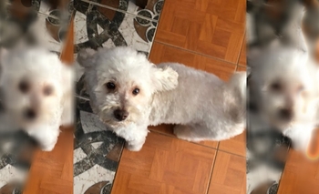 Le entregaron otro perro en la peluquería y ahora busca el suyo desesperadamente 