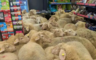 Ovejas irrumpieron en un supermercado alemán y provocaron caos entre clientes