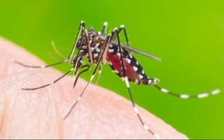 Refuerzan la prevención contra el mosquito durante los días de lluvia