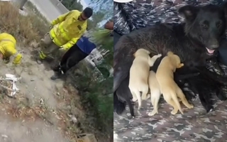 Rescataron a una perra y sus cachorros que estaban atrapados en una alcantarilla