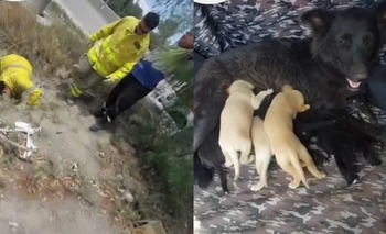Rescataron a una perra y sus cachorros que estaban atrapados en una alcantarilla