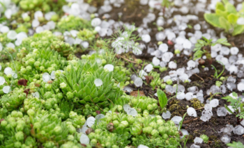 La lluvia y el granizo complicó a los chacareros y dejó pérdidas importantes