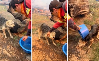 Rescataron a un perro encadenado rodeado por los incendios en Chubut