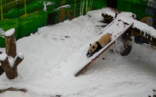 Ternura viral: una panda disfruta del invierno con un divertido desliz
