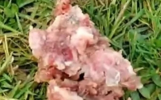 Denunciaron que tiran carne con vidrio para los animales en el Parque de Mayo