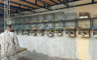 Rescataron a 41 aves protegidas que estaban en cautiverio ilegal en San Juan