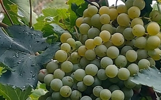 Lluvias en San Juan: se descartaron daños en uva y tomate tras las lluvias