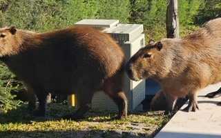 Polémica en Nordelta por un operativo de captura y traslado de carpinchos