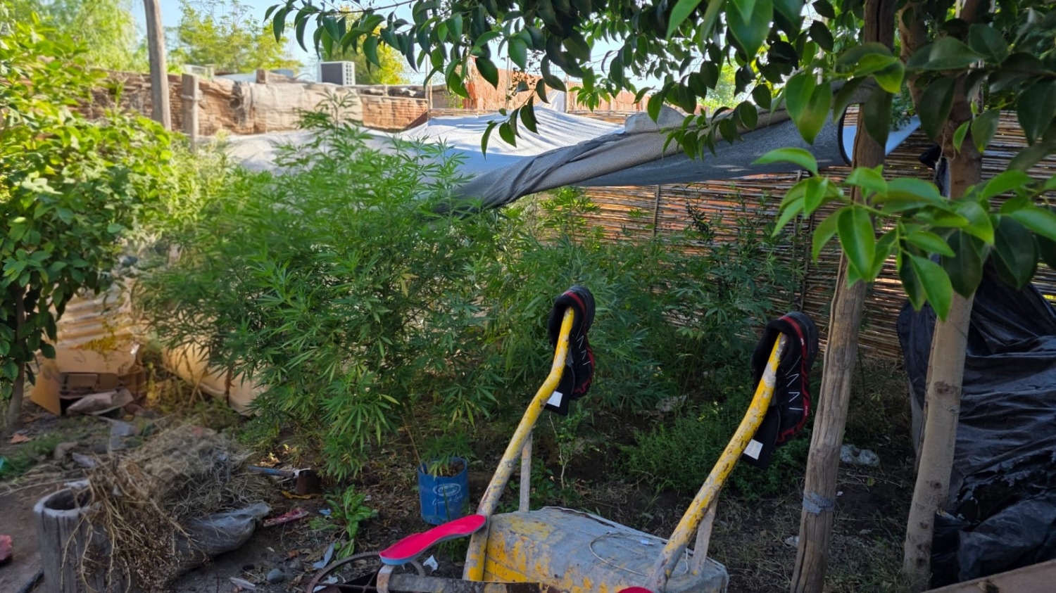 Un allanamiento terminó con el secuestro de marihuana y un detenido