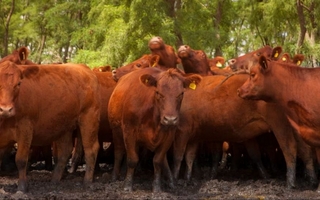 La faena de bovinos cayó 25% en Argentina durante 2025