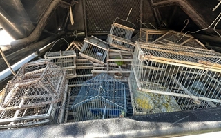 En dos operativos en Albardón, rescataron casi 40 aves silvestres 