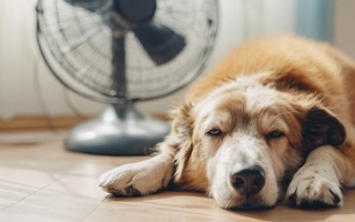 Ola de calor: qué hacer para proteger a tu perro del calor extremo