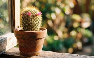 Feng Shui: dónde ubicar un cactus para atraer dinero y protección