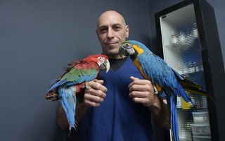 Riesgo para la salud y el ambiente: la verdad sobre las aves silvestres en casas