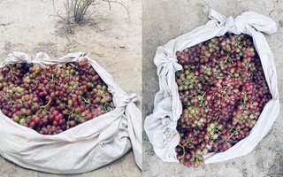 Caucete: secuestran uvas robadas tras una persecución policial