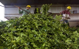 La crisis de rentabilidad vuelve a poner en alerta al sector yerbatero