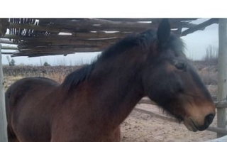 Un abuelo busca a su caballo perdido y ofrece $200.000 de recompensa