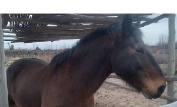 Un abuelo busca a su caballo perdido y ofrece $200.000 de recompensa