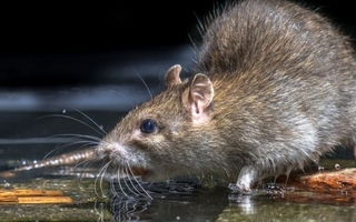 La leptospirosis no da tregua en Argentina con 207 casos confirmados