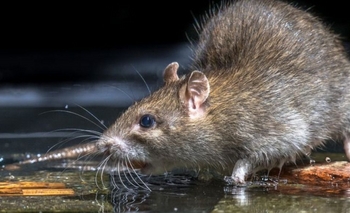 La leptospirosis no da tregua en Argentina con 207 casos confirmados