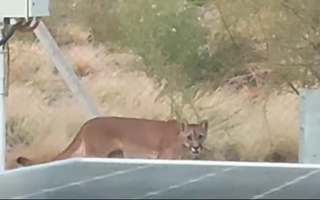 Avistaron un puma en Ullum y apareció otro espécimen muerto en Ruta 40