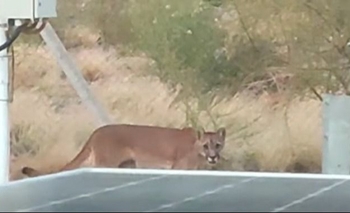 Avistaron un puma en Ullum y apareció otro espécimen muerto en Ruta 40