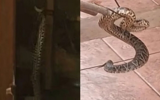 Sorpresa: apareció una yarará en una cabaña en medio de un asado entre amigos